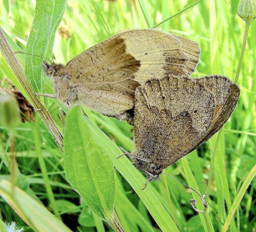 meadow brown